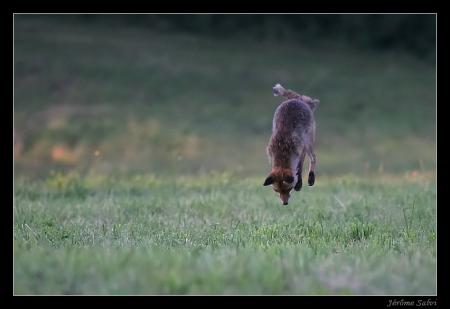 La chasse