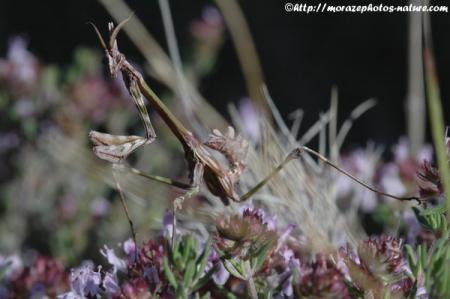 Empusa pennata