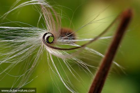 Aube nature