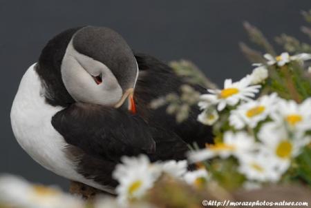 Macareux (Fratercula arctica)