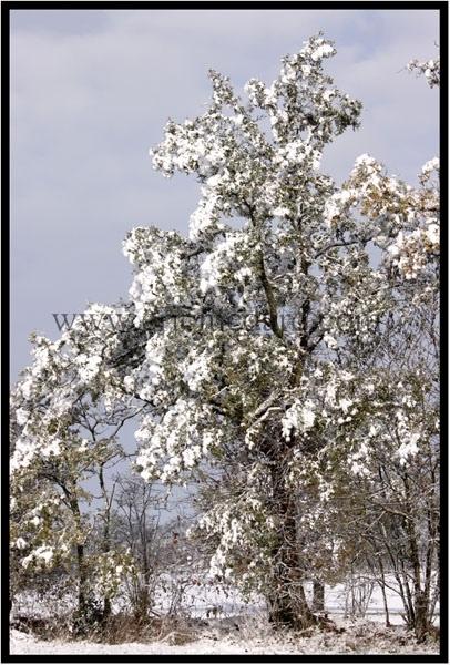 Neige