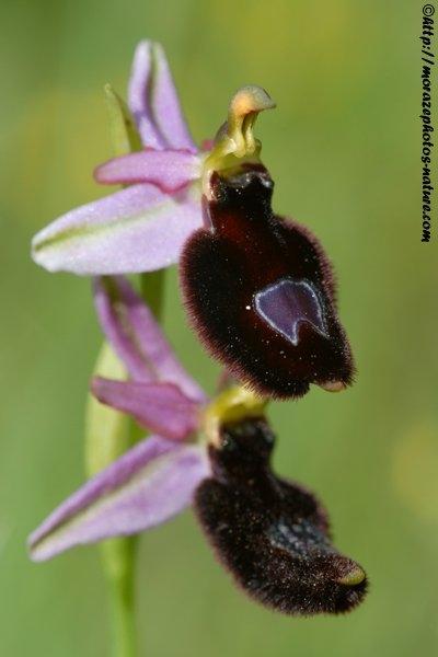 Les orchidees de France