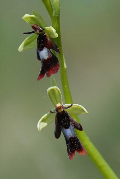 Les orchidees de France