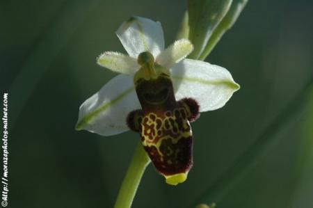 Les orchidees de France