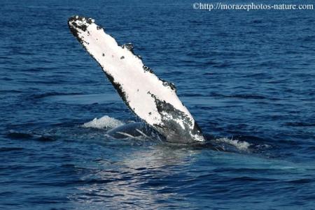 Pectorale d'une baleine à bosse