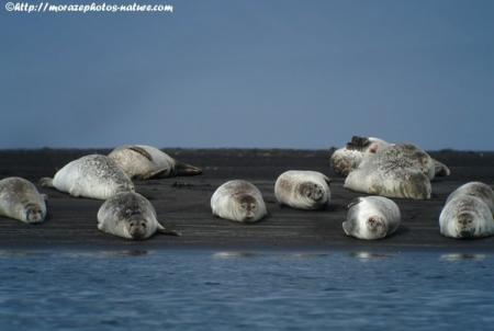 Phoques veau-marins (phoca vitulina) alanguis sur une grève sableuse