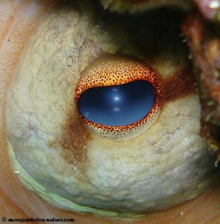 L'oeil du poulpe