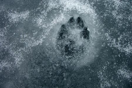 With The Trace Of The Wild Life