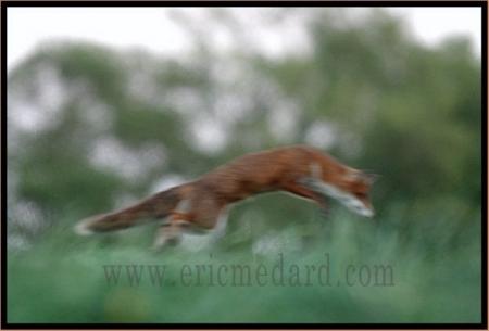 Renard