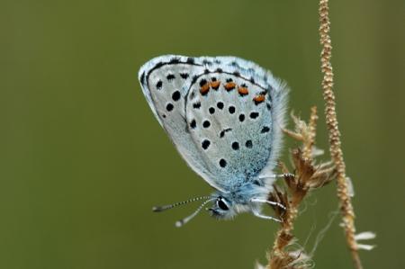 Azuré