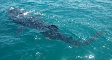Requin baleine : un débonnaire de 12m de long au large des côtes de la péninsule d'Hol Box