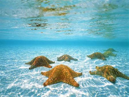 Starfishes