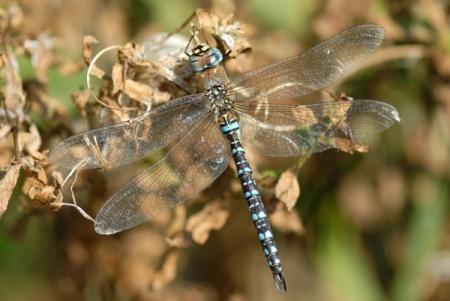 Aeschne mixte (Aeschna mixta)