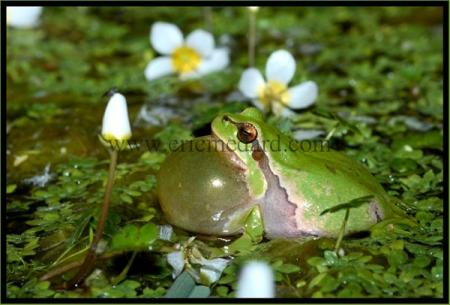 Grenouille
