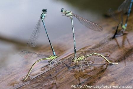 Reproduction à droite d'un couple de Pennipattes bleuâtre (Platycnemis pennipes) et à gauche d'un couple d'Agrions jouvencelles (Coenagrion puella)