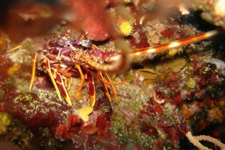 Langouste