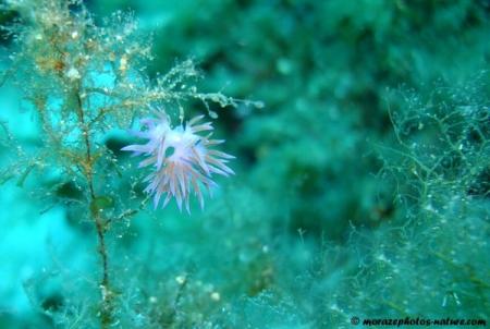 Nudibranche La sèche des pêcheurs
