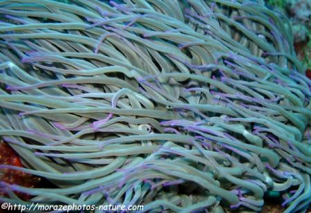 Tentacules d'anémone (Anémonia sulcata)