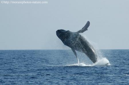 Baleine à bosse