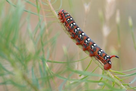 Chenille du sphynx de l'euphorbe (Celerio euphorbiae)