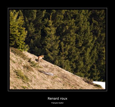 Renard
