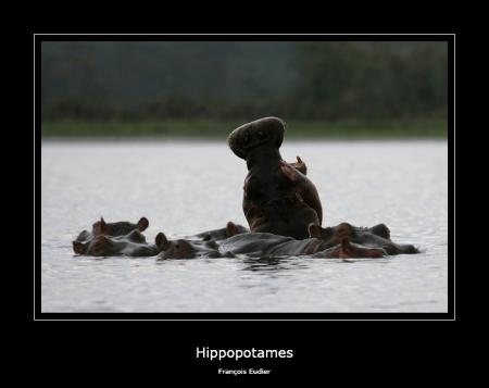 Hippopotames