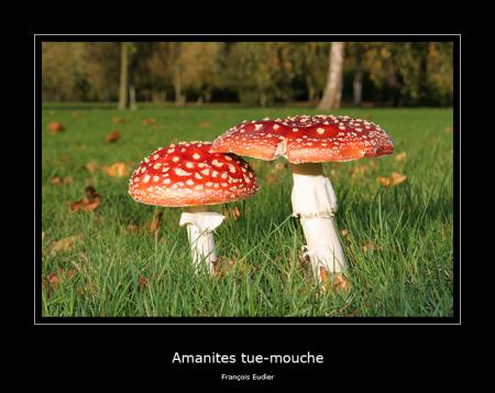 Champignons