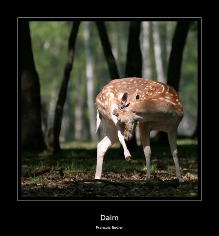 Daim