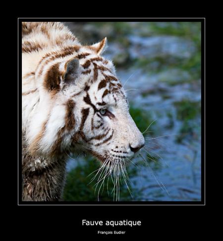 Fauve aquatique