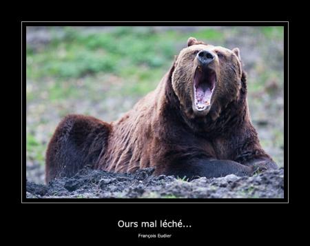 Ours mal léché