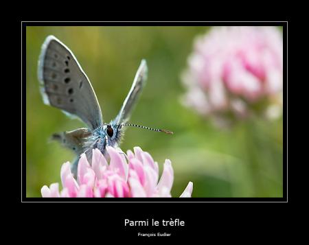 Parmi le trèfle