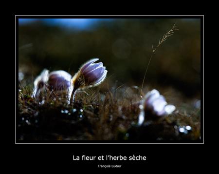 Fraçois Eudier