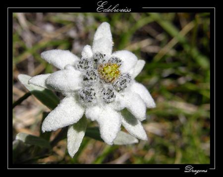 Edelweiss par Fraçois Eudier