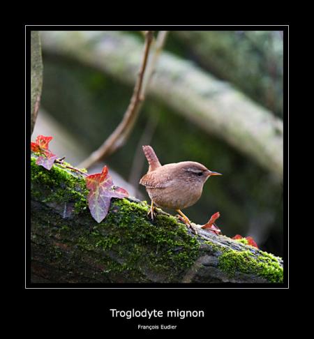 Troglodyte