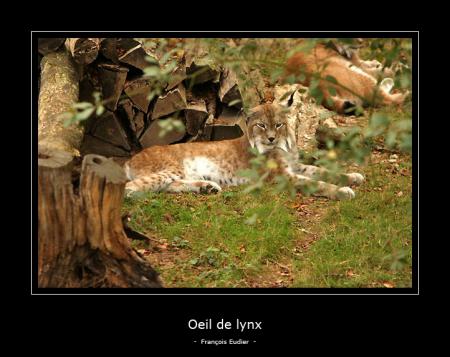 Lynx