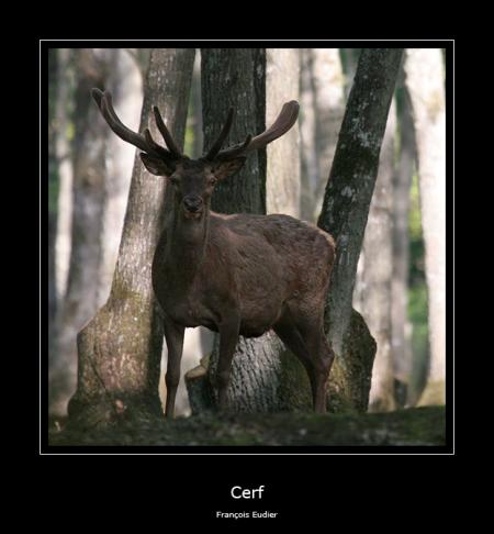 Cerf