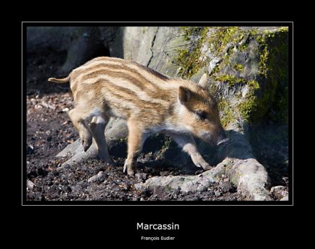 Marcassin