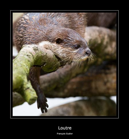 Loutre