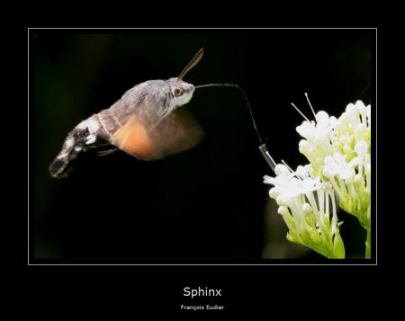 Sphinx