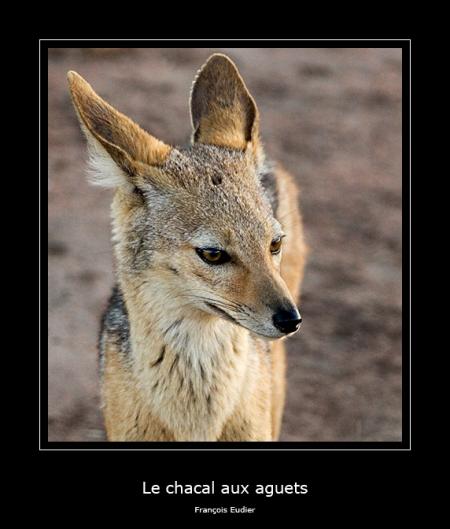 Chacal
