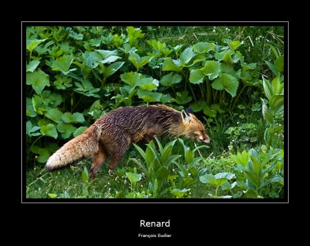 Renard