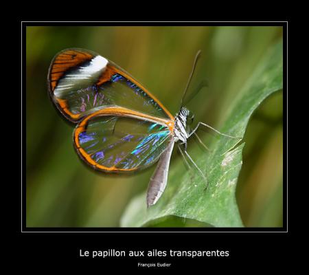 Papillon