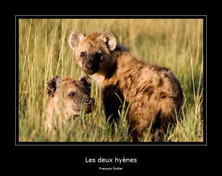 Hyènes