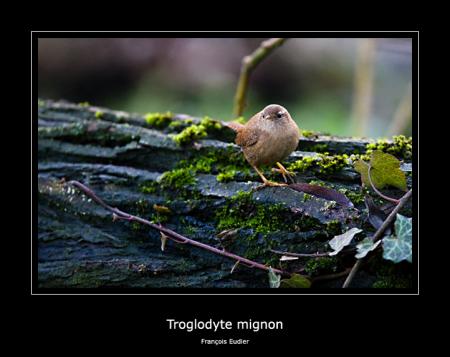 Troglodyte
