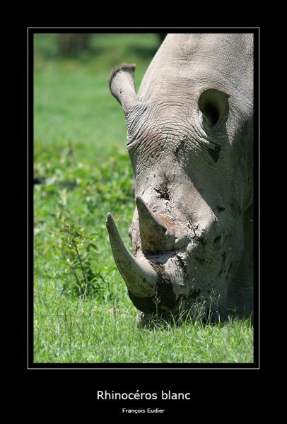 Rhino